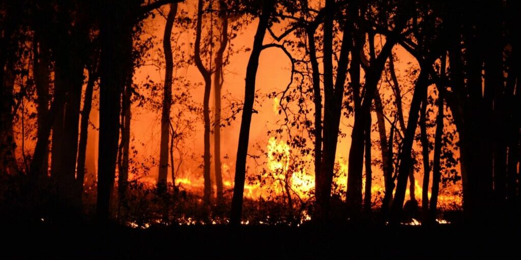 A photograph of a bush fire at night